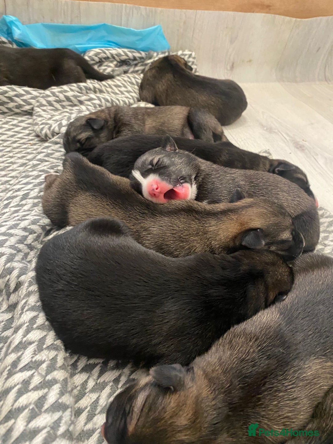 Mixed Breed dogs for sale: New Zealand Huntaway x Siberian Husky - Image 12