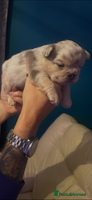 French Bulldog dogs fluffy french bulldogs - Advert 4