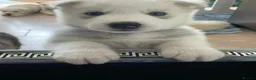 Siberian Husky dogs for sale: Beautiful Siberian husky puppies - Advert 21