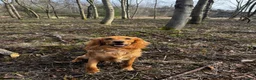 Mixed Breed dogs for sale: Young Cocker Mix needs experienced & calm home - Advert 8