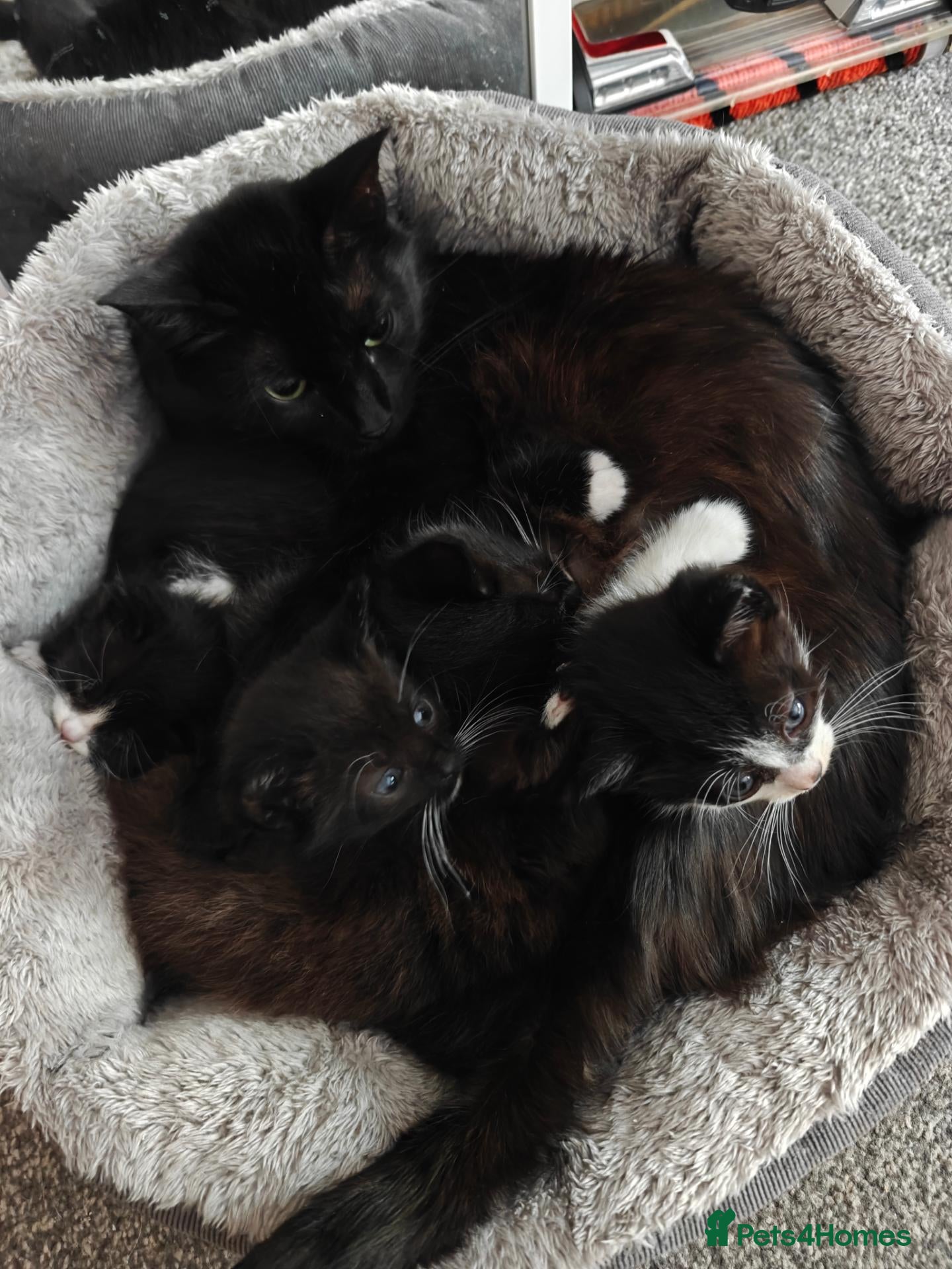 Mixed Breed cats Adorable kittens - Advert 1