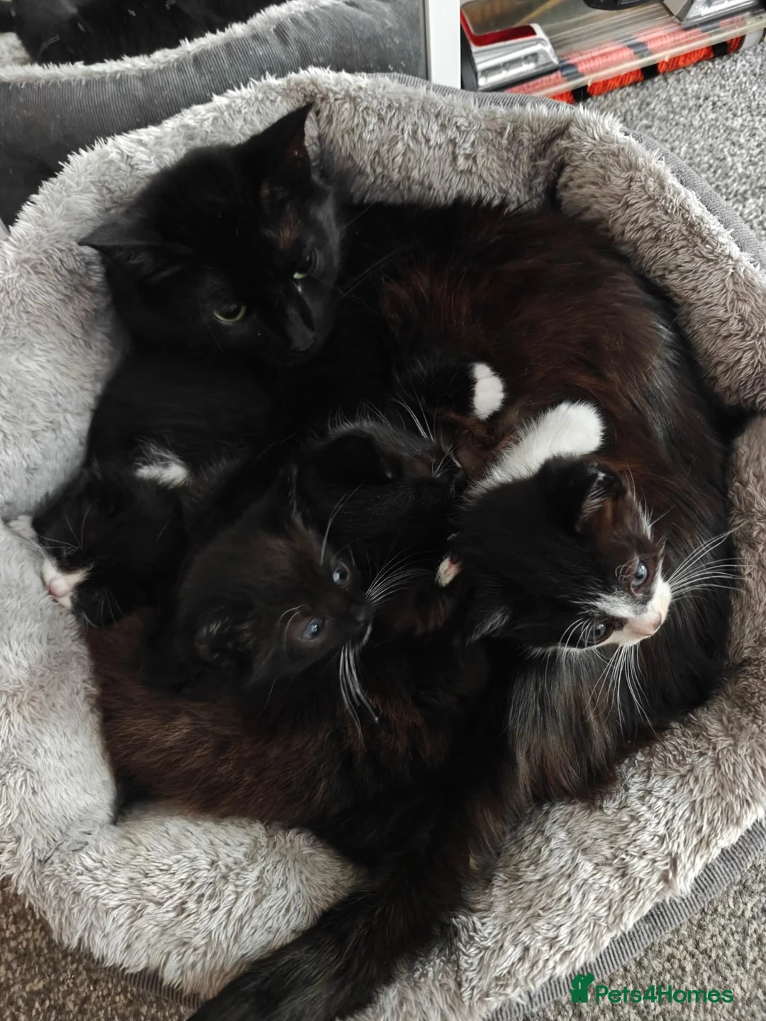 Mixed Breed cats for sale: Adorable kittens - Advert 1
