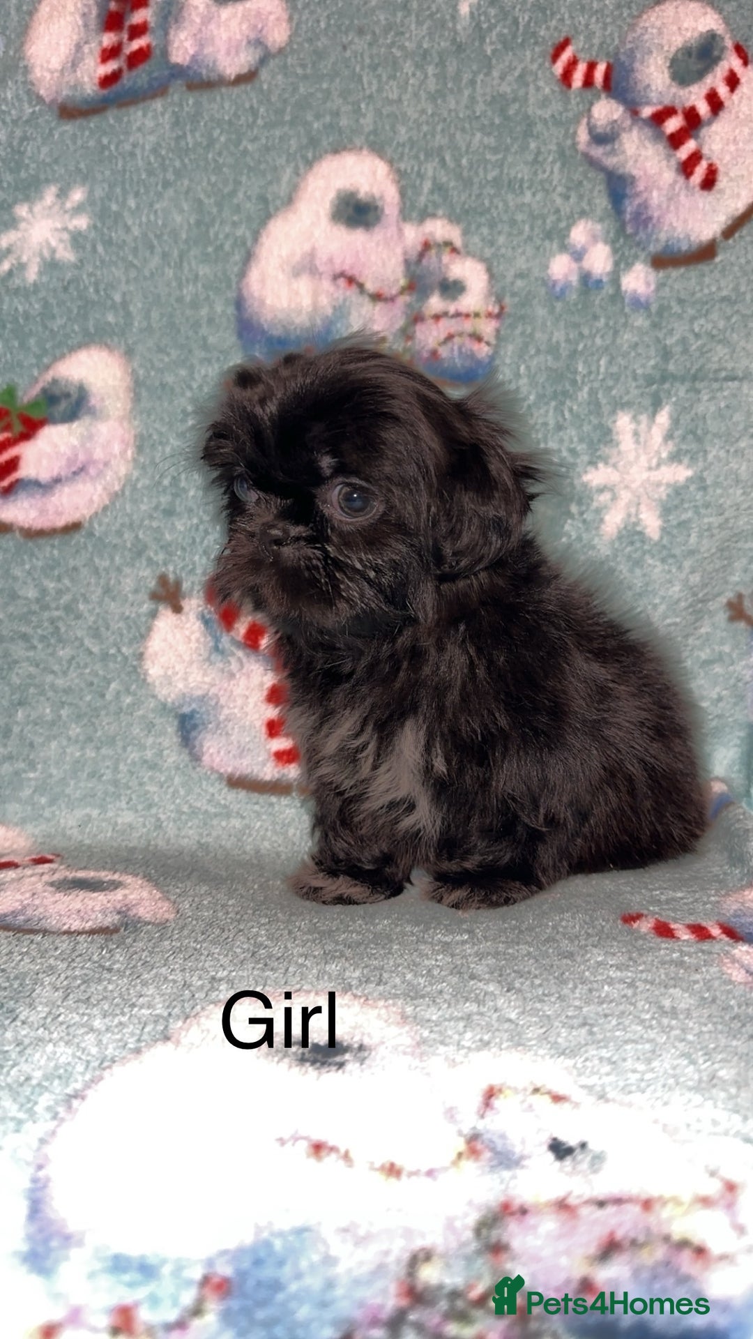 Shih Tzu dogs for sale: Shih tzu puppys  - Image 11