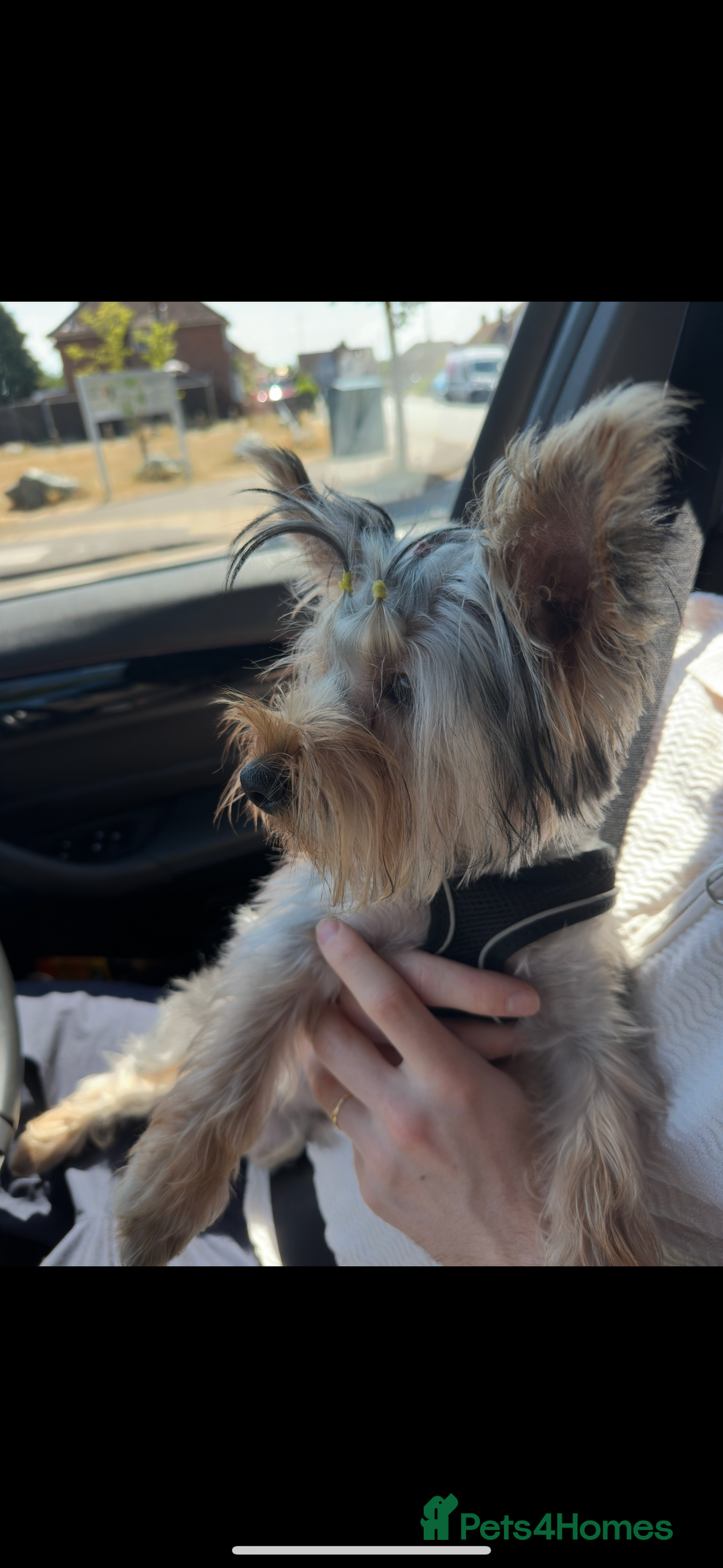 Yorkshire Terrier dogs for stud: A Charming Yorkshire Terrier Stud Looking for Love - Image 2