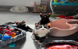 RagaMuffin cats for sale: Ragamuffin kittens  - Image 35