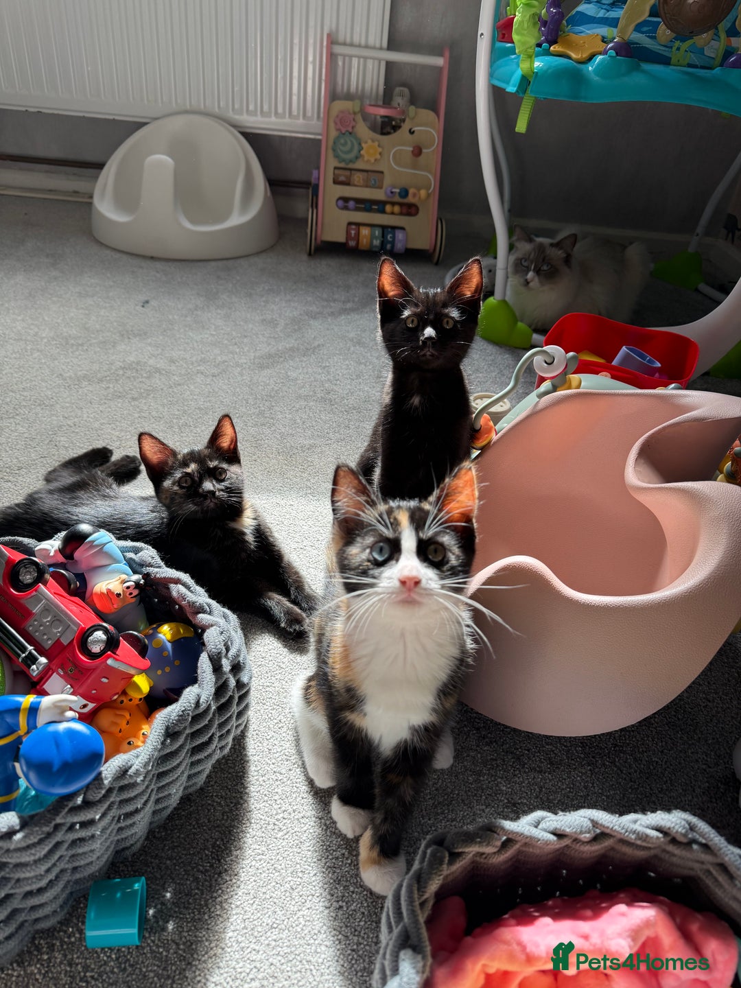 RagaMuffin cats for sale: Ragamuffin kittens  - Image 35
