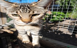 Savannah cats for sale: F5 Full Pedigree Tica Registered Girl Kitten - Image 2