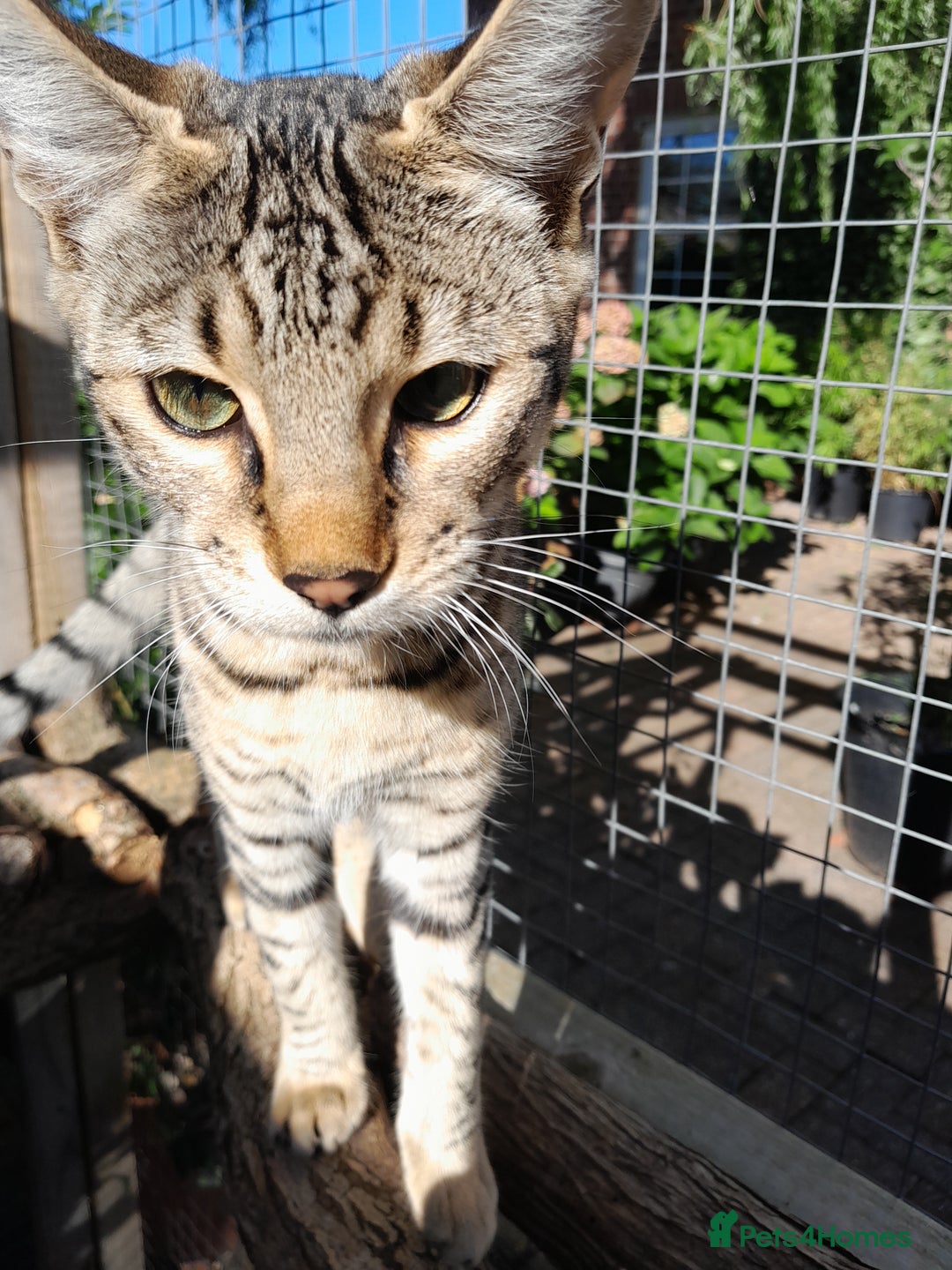 Savannah cats for sale: F5 Full Pedigree Tica Registered Girl Kitten - Image 2
