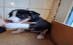 Border Collie dogs for sale: Border collies for sale - Image 19