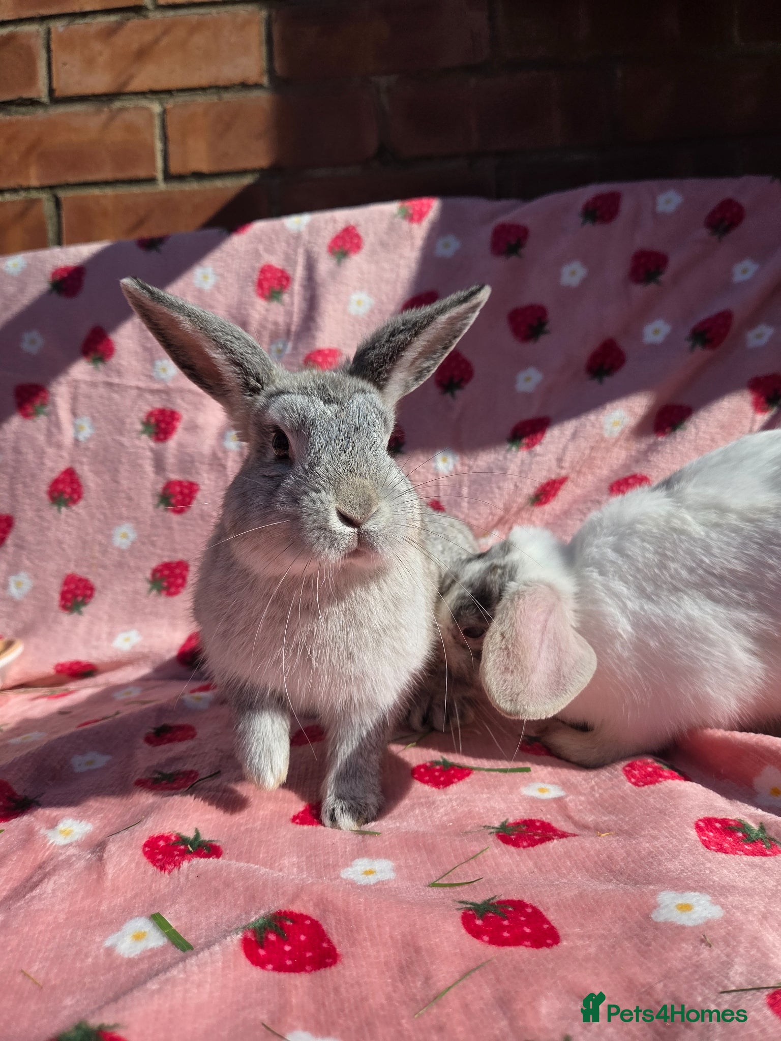 Mini Lop rabbits ☆Very tame Mini lops 10 week ☆3 left 1 does 1 buck - Advert 1