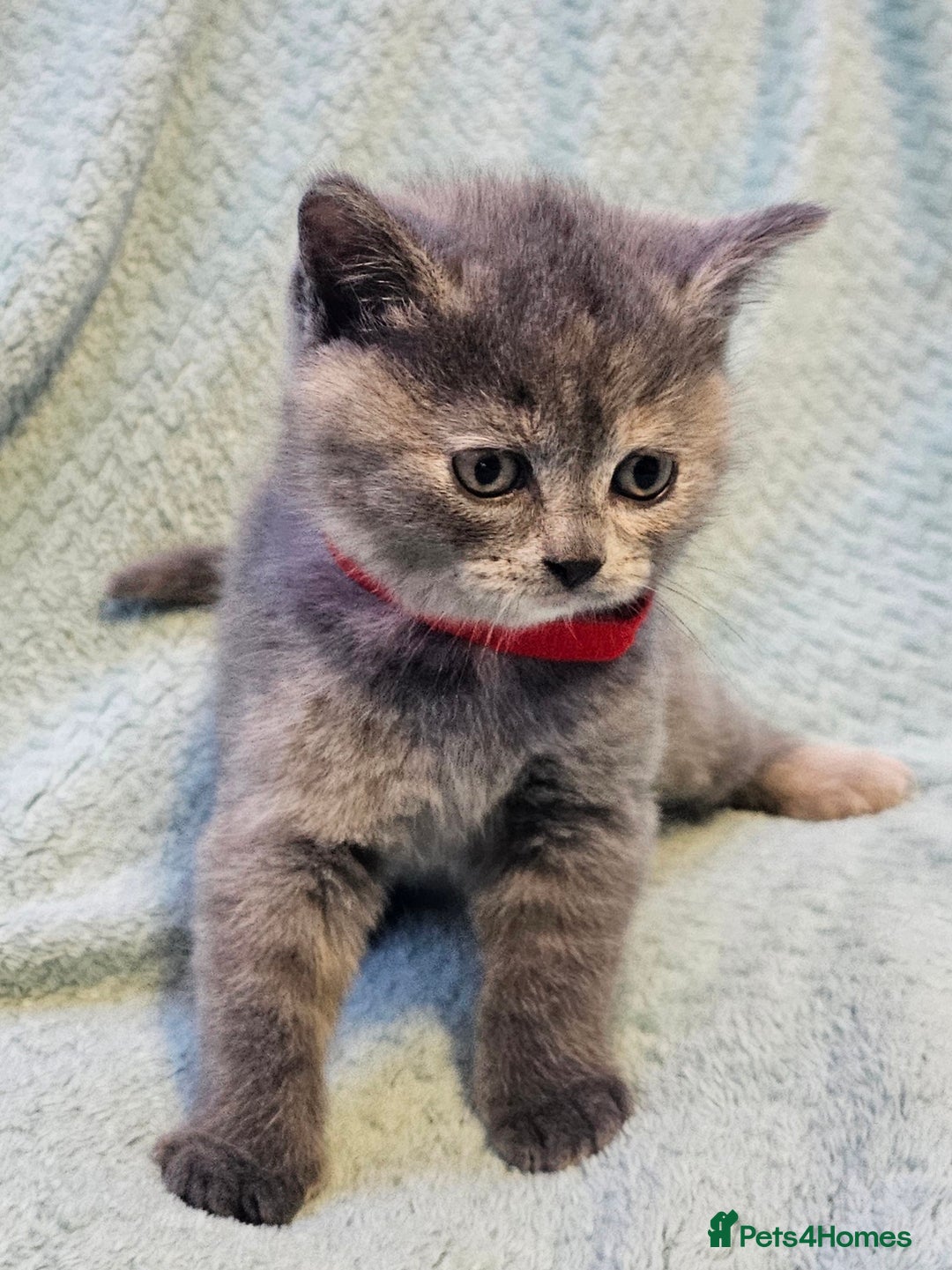 British Shorthair cats for sale: British Shorthair ready for a Lifetime of Love - Advert 7