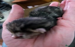 Domestic Shorthair cats for sale: Litter of 9 Beautiful Kittens - Image 5