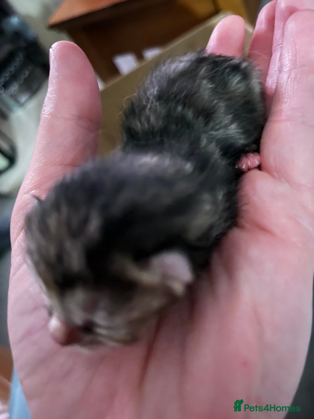 Domestic Shorthair cats for sale: Litter of 9 Beautiful Kittens - Image 5