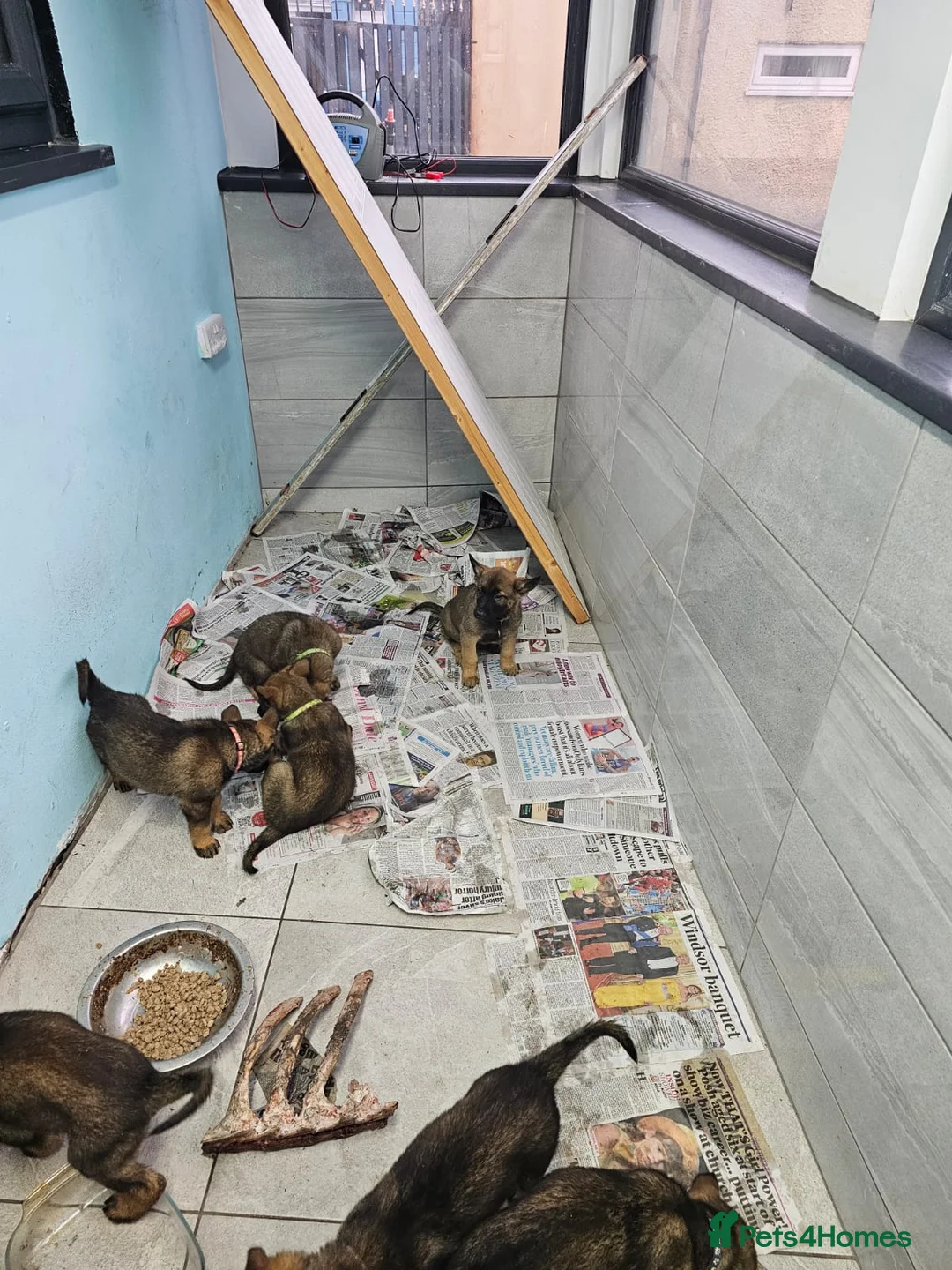 Belgian Shepherd Dog dogs for sale: Belgian malinois cross Czech Shepherd  - Advert 32