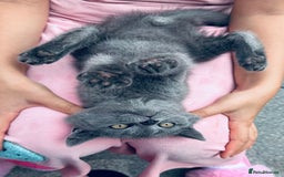 British Shorthair cats for sale: British shorthair  - Image 20