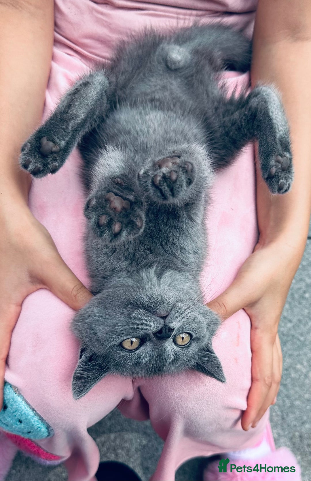 British Shorthair cats for sale: British shorthair  - Image 20