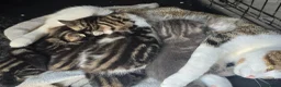 Mixed Breed cats for sale: Beautiful kittens - Advert 1