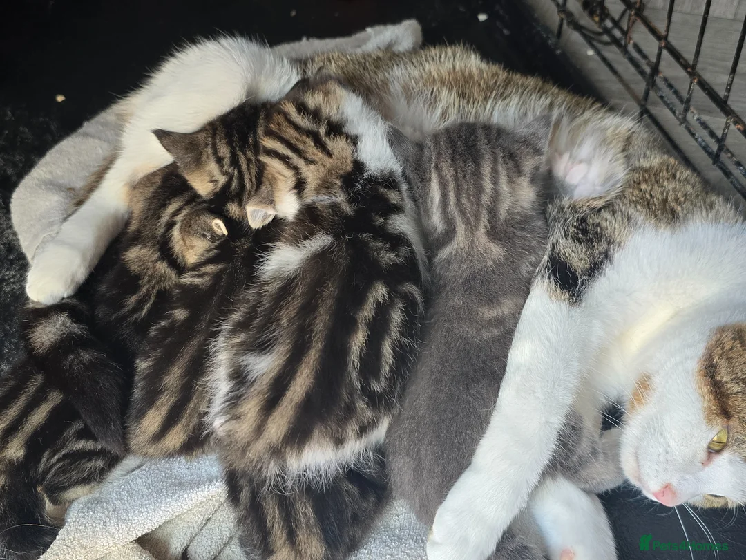 Mixed Breed cats for sale: Beautiful kittens - Advert 1