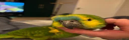 Parrots birds for sale: Stunning blue fronted Amazon  - Advert 3