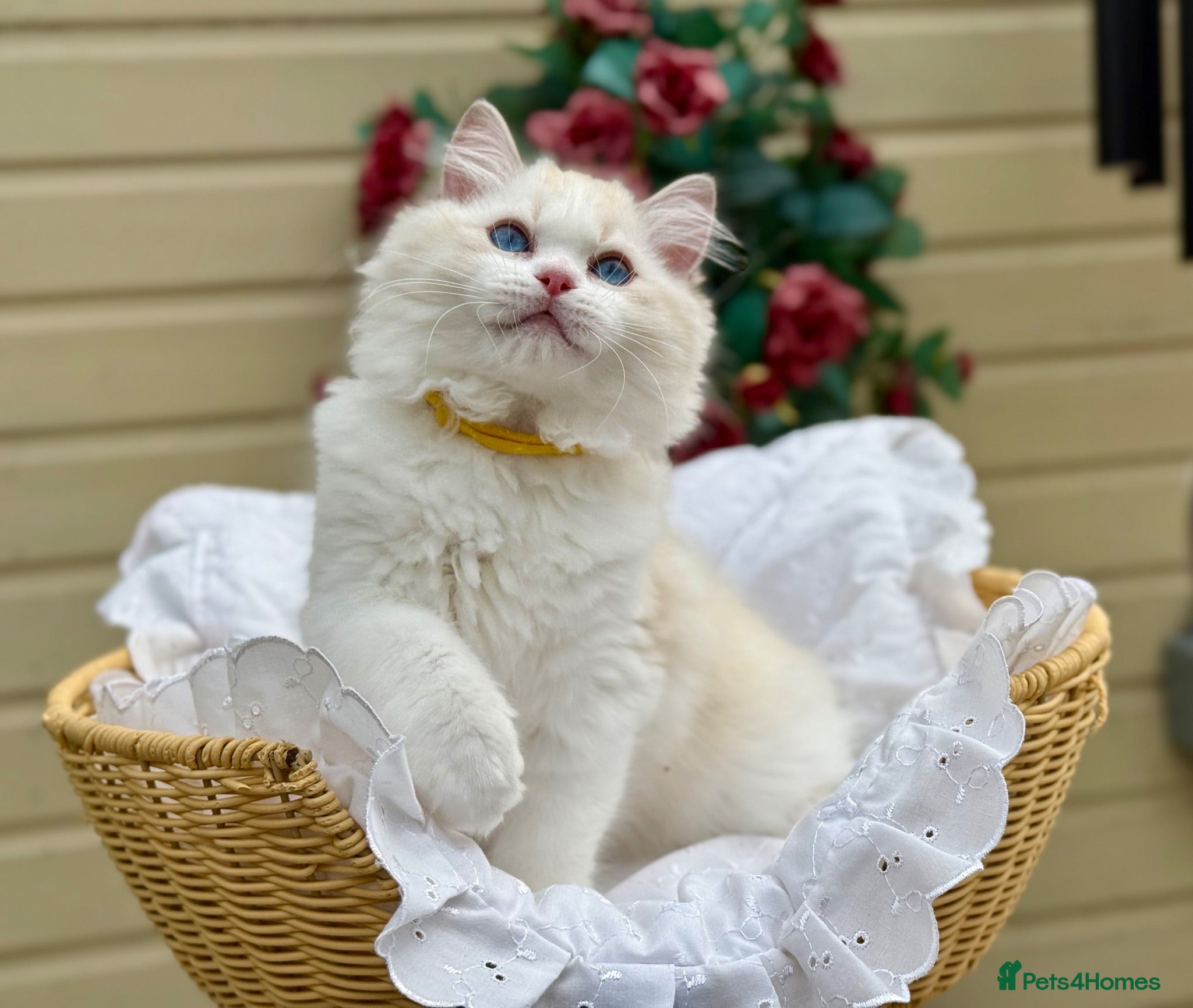 Ragdoll cats ONE BOY LEFT  - Advert 1