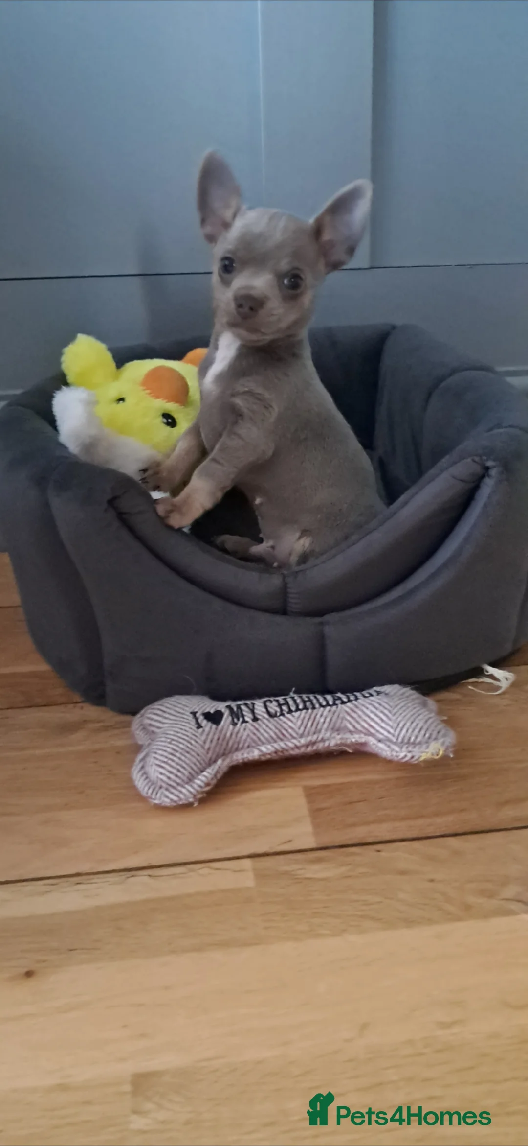 Mixed Breed dogs for sale: Three Tiny babies - Advert 2