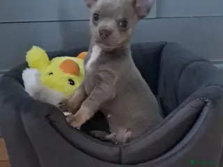 Mixed Breed dogs Three Tiny babies - Advert 11