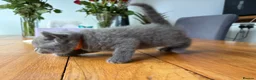 British Shorthair cats for sale: Beautiful British shorthair blue kittens - Advert 11