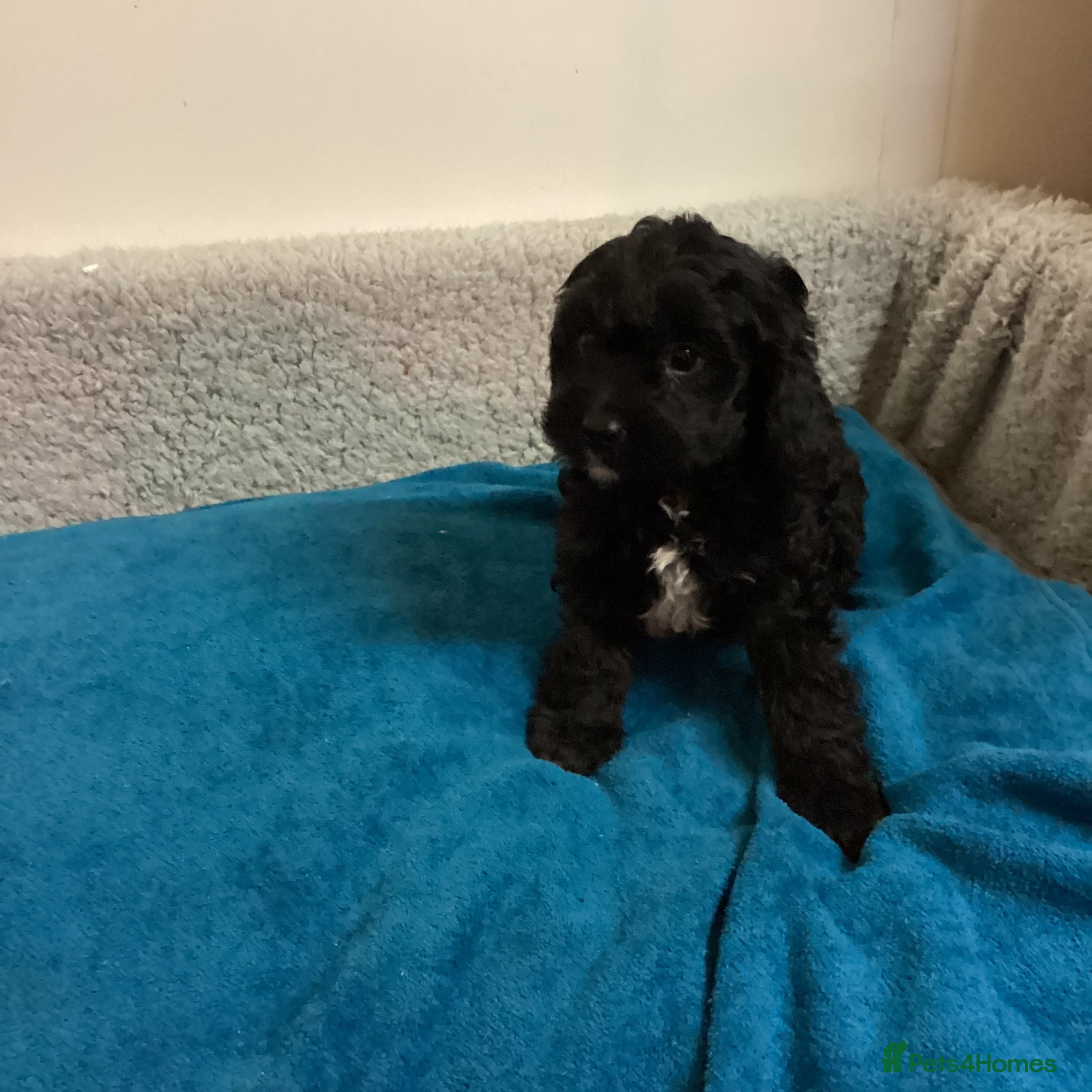 Cavapoo dogs F1 cavapoo  - Advert 17