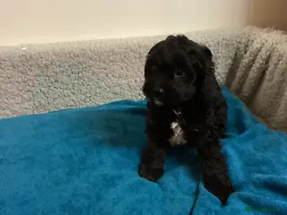 Cavapoo dogs F1 cavapoo - Advert 2