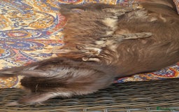 Maine Coon cats for sale: Male mainecoon  - Image 5