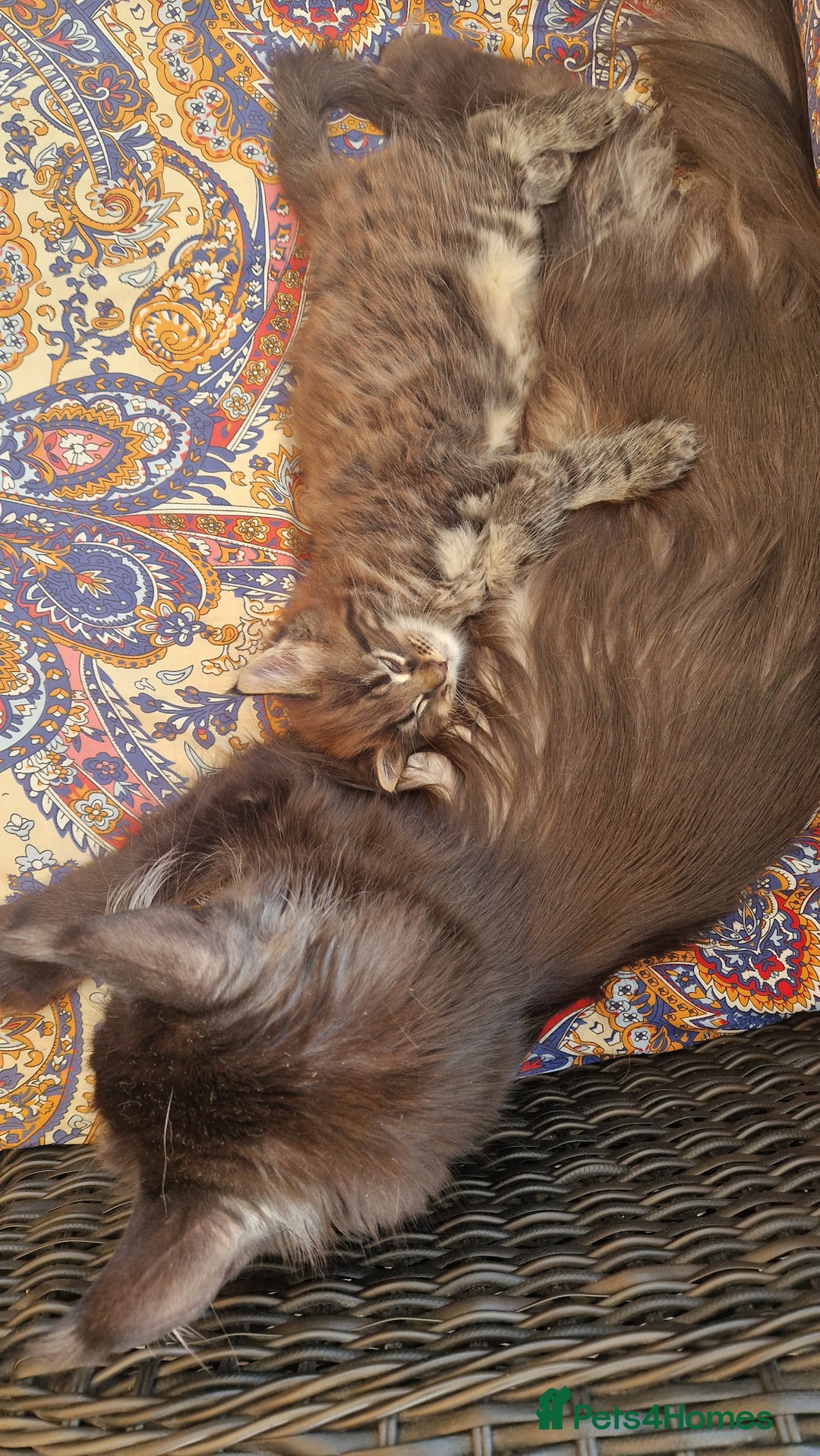 Maine Coon cats for sale: Male mainecoon  - Image 5