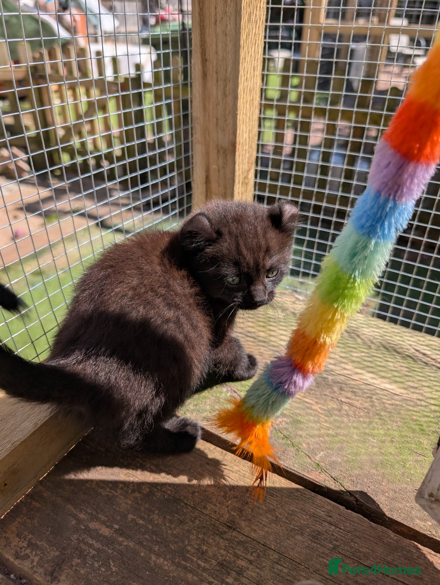 Mixed Breed cats Ready now BSH X girls - Advert 21