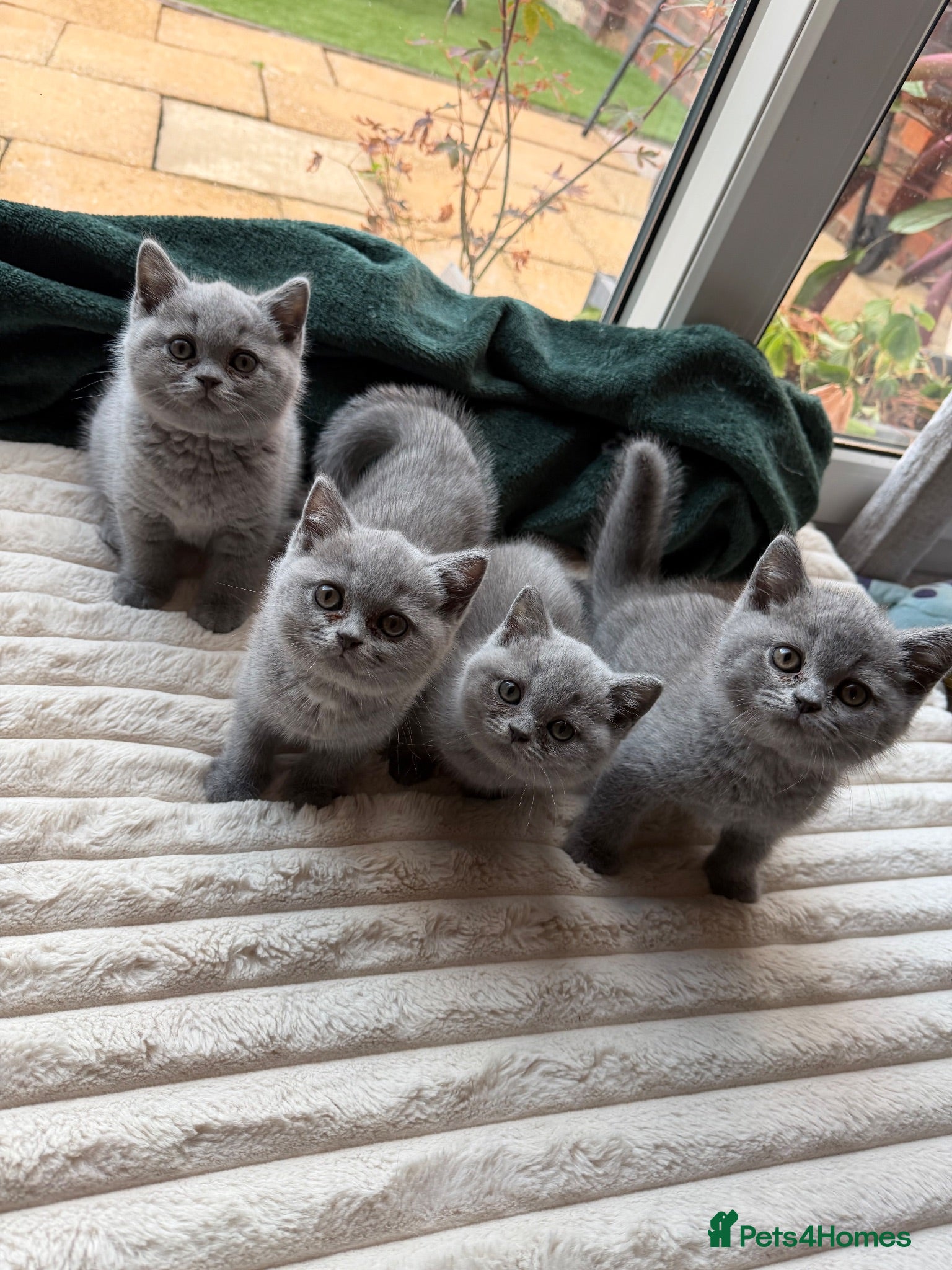 British Shorthair cats Four Gorgeous British Shorthair Kittens - Advert 1