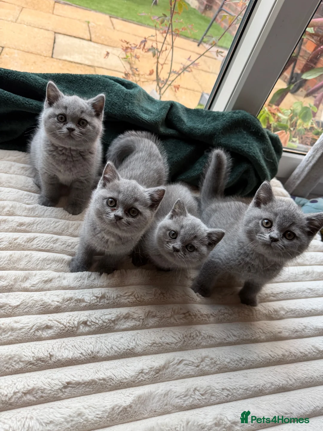 British Shorthair cats for sale: Four Gorgeous British Shorthair Kittens - Advert 1