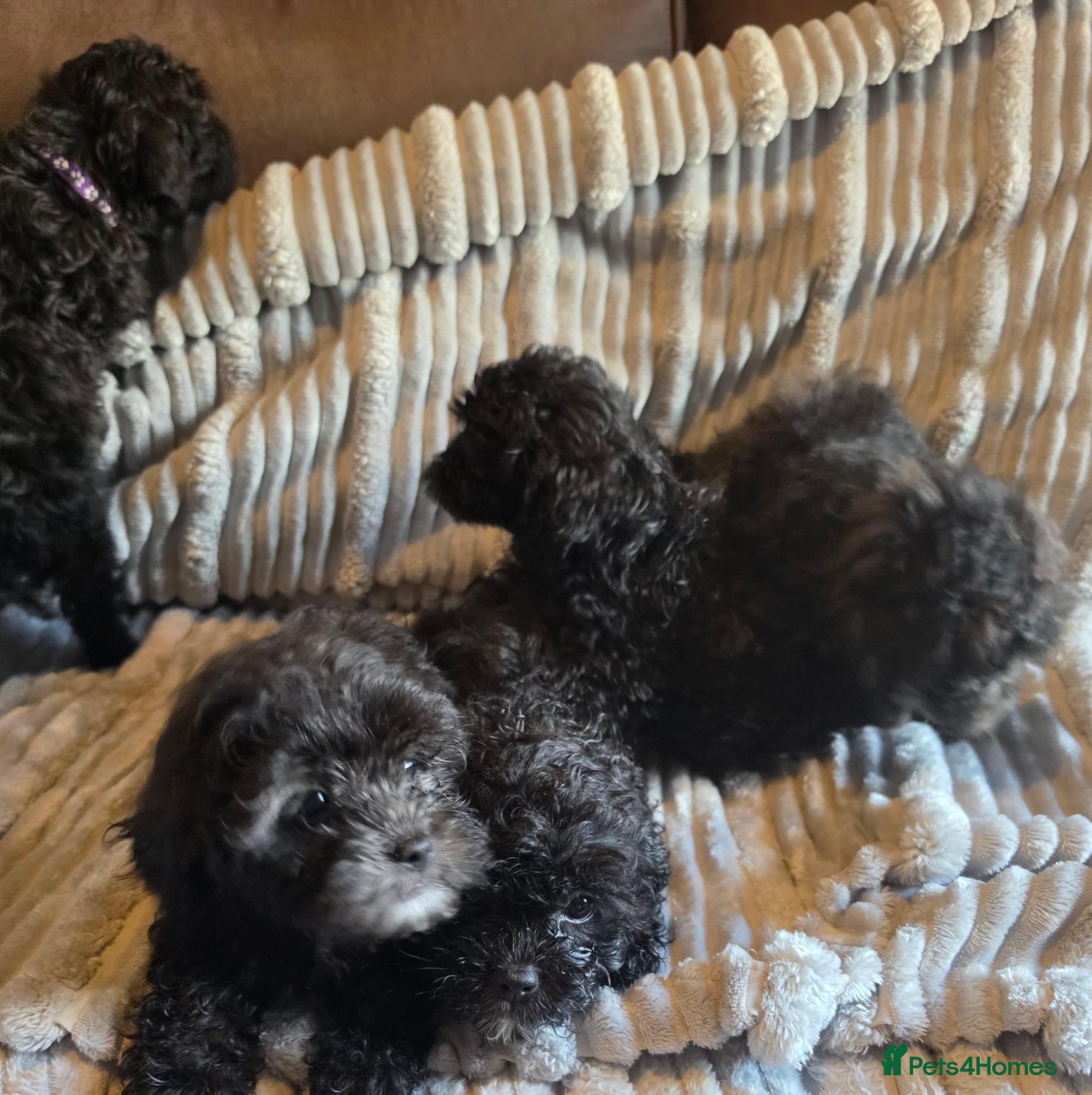 Shihpoo dogs Shihpoo puppies ready friday - Advert 5