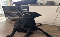 Labrador Retriever dogs for sale: Looking to rehome Arlo  - Image 3