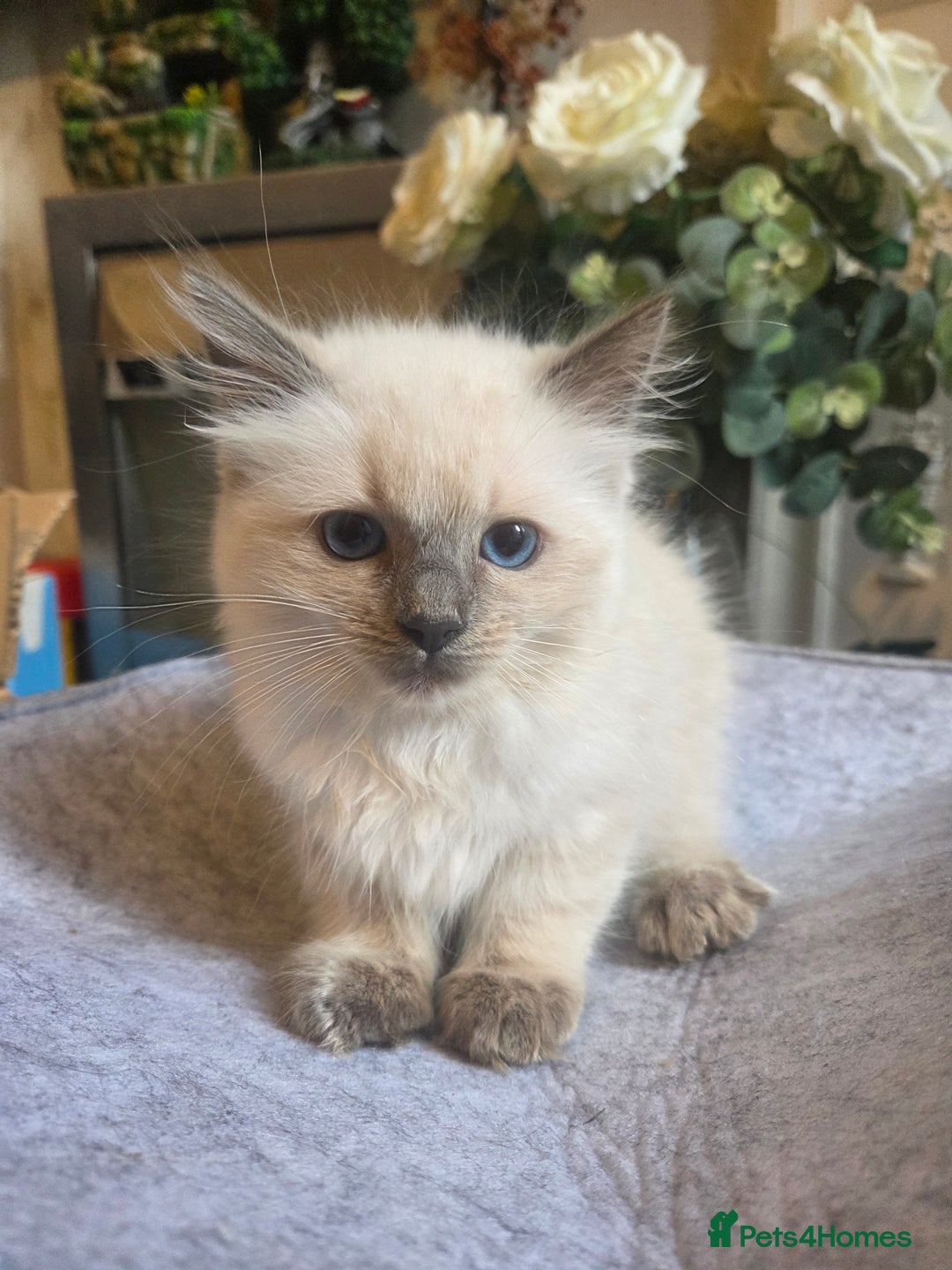 Ragdoll cats for sale: Ragdoll Kittens Ready for Their Forever Homes 🥰 - Image 5