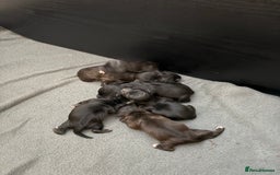 Mixed Breed dogs for sale: Jackapoo Puppies - Image 3