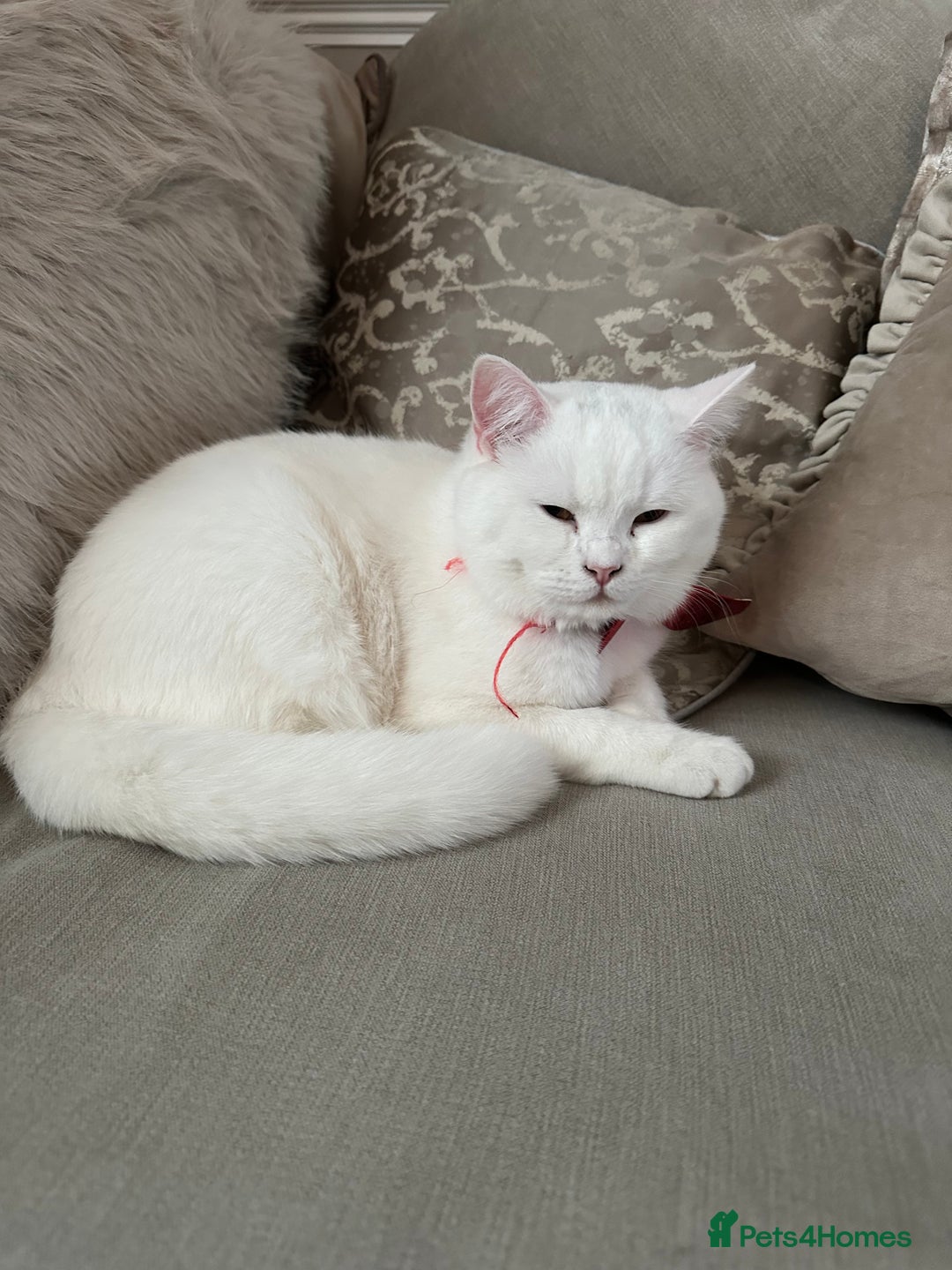 British Shorthair cats for sale: Ella 🩷 needing a new loving home  - Image 5
