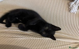 Mixed Breed cats for sale: Ragdoll/domestic shorthair  - Image 22