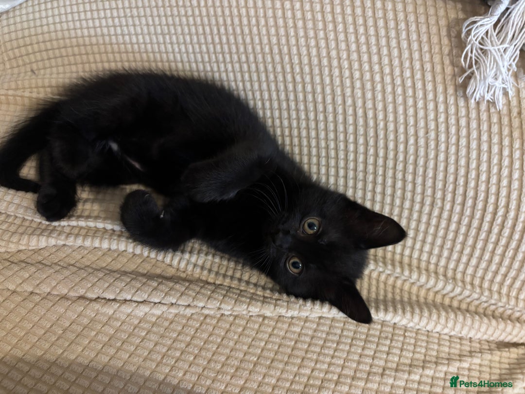 Mixed Breed cats for sale: Ragdoll/domestic shorthair  - Image 22