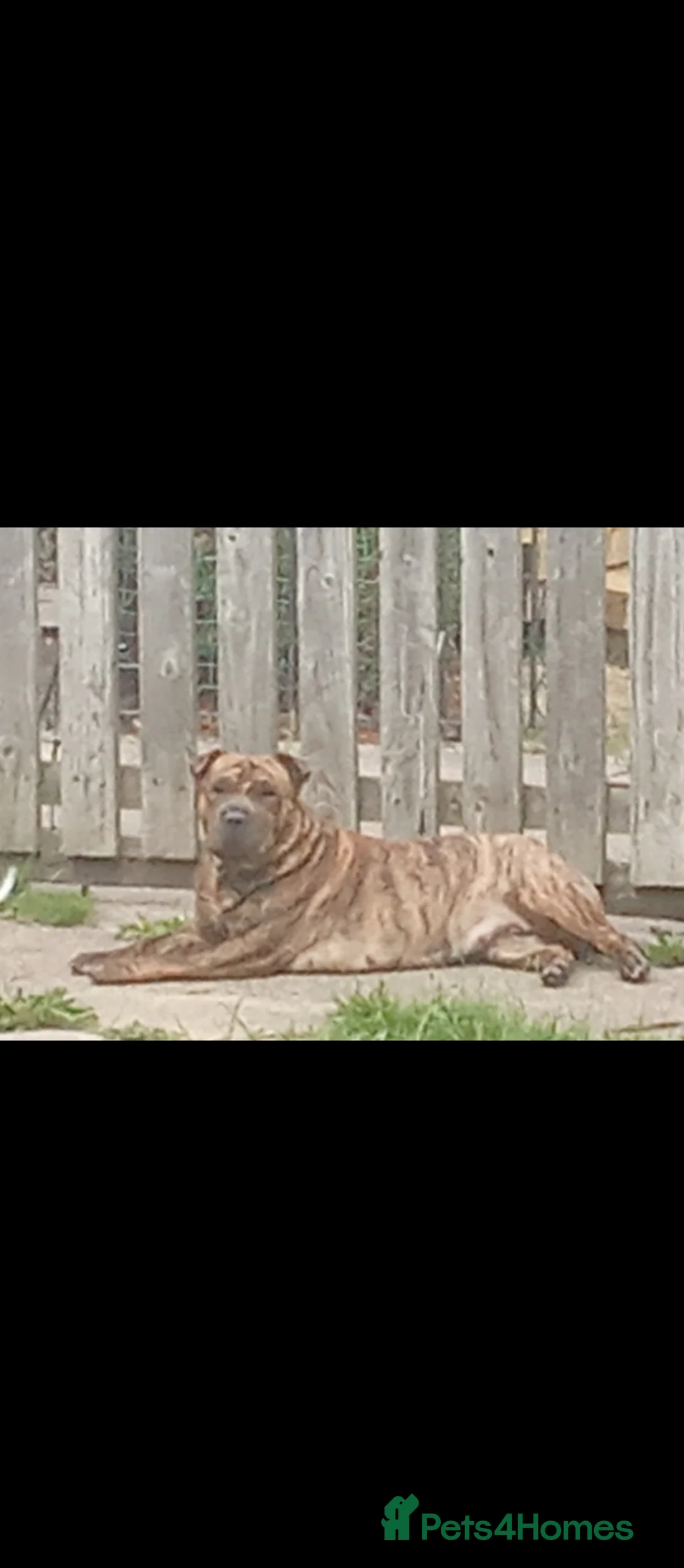 Mixed Breed dogs for sale: Sharpei cross staffies  in Pontefract - Advert 1