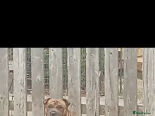 Mixed Breed dogs Sharpei cross staffies - Advert 11