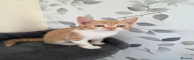  6 Ginger girl 