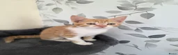 Mixed Breed cats for sale: Beautiful kittens looking for their forever homes  - Advert 28