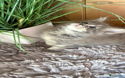 Maine Coon cats for sale: Stunning pedigree maincoon kittens  - Image 8