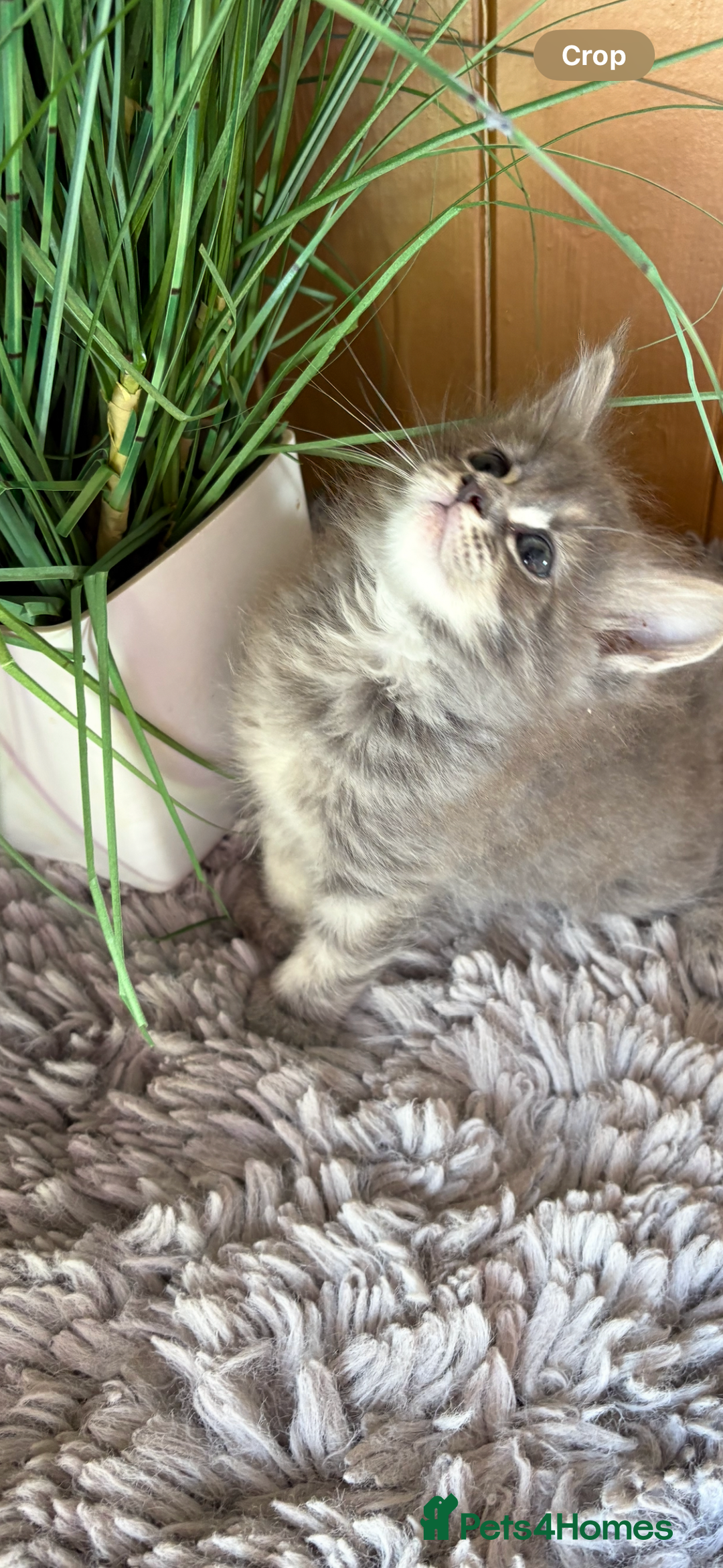 Maine Coon cats for sale: Stunning pedigree maincoon kittens  - Image 8