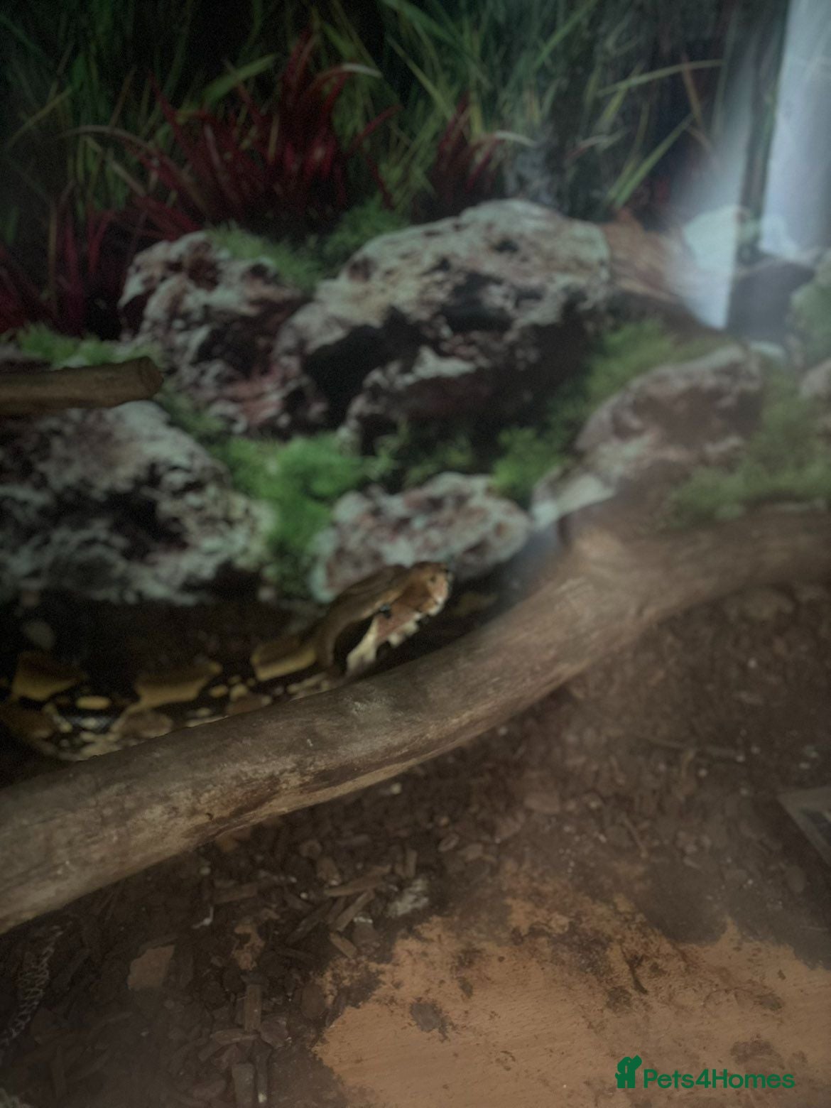 Boa Snake reptiles Boa constrictor - Advert 5