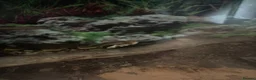 Boa Snake reptiles for sale: Boa constrictor - Advert 1