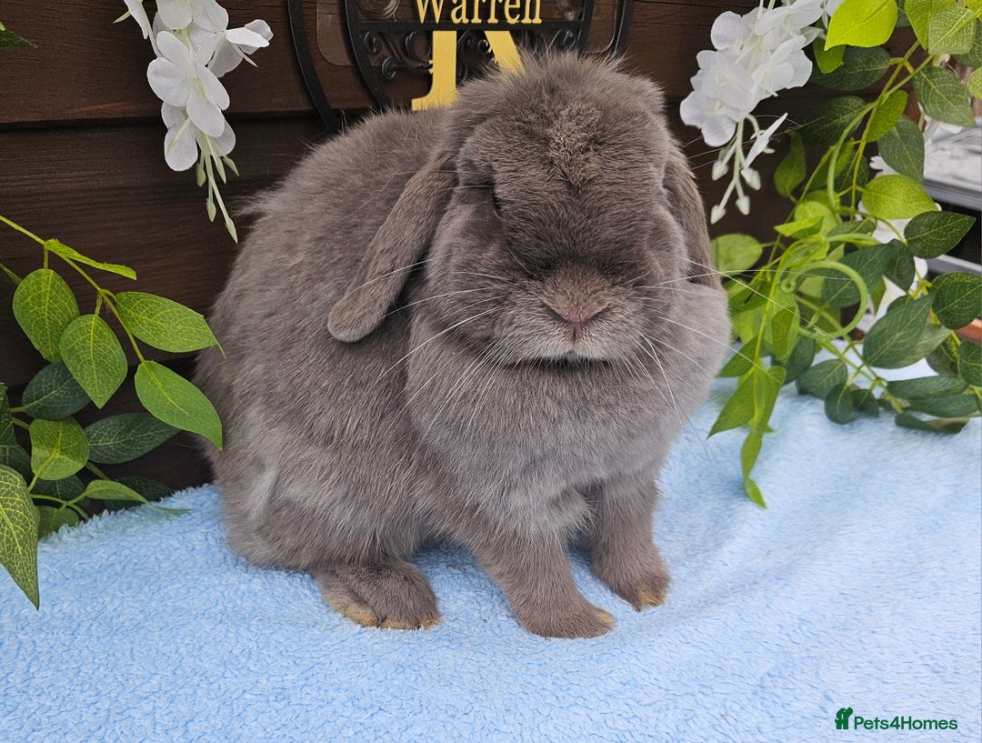 Mini Lop rabbits for sale: 16 months mini lop lilac Doe available  in Retford - Image 4